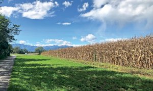 Confagricoltura Piemonte: 'Clima ed emergenza sanitaria condizionano l’annata agraria'