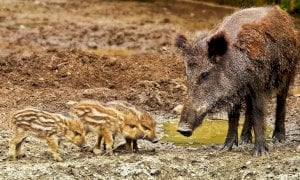 L'allarme di Coldiretti: ''Riaprire la caccia ai cinghiali per fermare l'invasione''