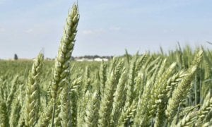 Boom per ‘Gran Piemonte’, è realtà il rilancio del frumento tenero piemontese