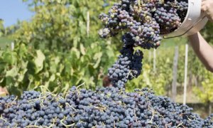 Dichiarazione di vendemmia: il Piemonte chiede una proroga al 15 dicembre