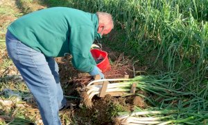 Via libera agli spostamenti per curare gli orti (anche in zona rossa)