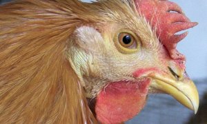 Il real cappone di Racconigi ha il suo consorzio di valorizzazione