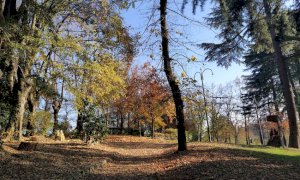 Bra: oltre settanta nuovi alberi in città