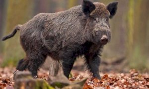 Provincia, continua sul territorio l’attività di controllo del cinghiale