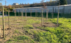 Un albero per ogni nuovo nato a Santo Stefano Belbo