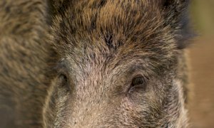 Il Parco del Monviso sta lavorando a un nuovo piano di contenimento dei cinghiali