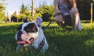 Passeggiate con il cane: cosa si può fare in zona arancione?