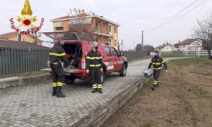 I pompieri salvano una volpe ferita a San Sebastiano di Fossano