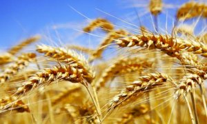 Coldiretti Cuneo: ‘‘Boom di grano dal Canada, stop alla concorrenza sleale’’
