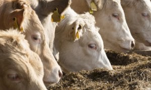 Coldiretti Cuneo: ''Le fake news mettono k.o. le stalle''