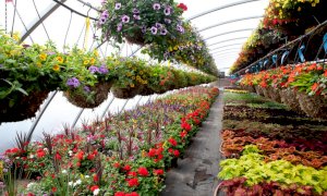 ''Bene il via libera alla vendita di piante e fiori nei weekend''