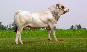 Coldiretti Cuneo: ''Accordi di fiera virtuosi salveranno la zootecnia cuneese''