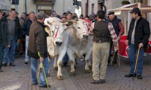Un cortometraggio sulle tradizioni contadine di Carrù nel giorno della Fiera del Bue Grasso (VIDEO)