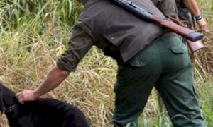 L’emergenza sanitaria non ferma l’attività venatoria di controllo degli animali selvatici