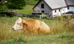 Coldiretti: ''Importante garantire gli spostamenti tra comuni per salvare gli agriturismi made in Piemonte''