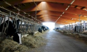 Psr, Coldiretti: ''Rischio beffa per mille aziende zootecniche cuneesi''