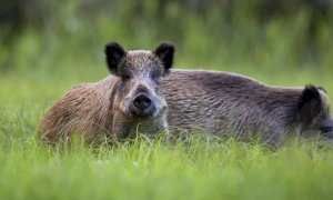 Quest'anno in provincia di Cuneo sono stati abbattuti poco meno di trecento cinghiali