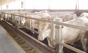 Bovini da carne, Coldiretti Cuneo: ''La Regione trovi i fondi per coprire tutte le domande di sostegno''