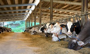 Zootecnia, Cia Piemonte contesta la gestione del comitato direttivo di Anaborapi