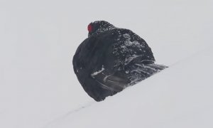 L'impatto delle attività invernali sulla fauna alpina: la campagna del Parco Alpi Marittime