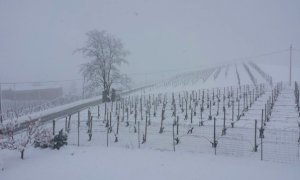 Maltempo, da Coldiretti c'è preoccupazione per le gelate
