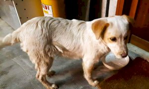 Smarrito un cucciolo nel centro di Beinette