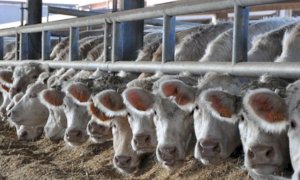 Bovini da carne, Coldiretti Cuneo: ''Indispensabile che la Regione sostenga tutti gli allevatori in crisi''
