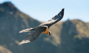 ''Avifauna alpina, conoscerla per rispettarla''