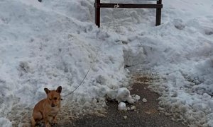 Abbandonato e legato al freddo, cane salvato dai volontari della LIDA a Villanova Mondovì