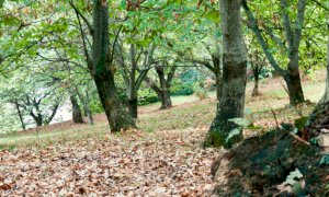 Cia Cuneo: ''Chiediamo risorse per recuperare i vecchi castagneti''