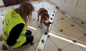 All'aeroporto di Levaldigi saranno impiegati cani 'anti Covid'