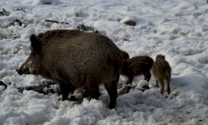 Fauna selvatica, nel 2020 oltre 5mila segnalazioni di danni all’agricoltura in tutto il Piemonte