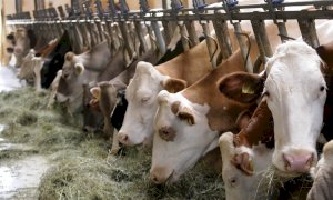 ''Servono ristori concreti per la crisi della zootecnia''