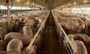 Suini, Coldiretti Cuneo: ''Basta speculazioni, allevatori allo stremo''