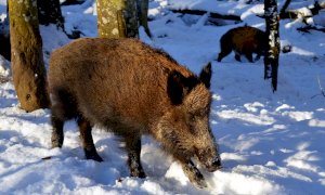 ''Troppi danni da fauna selvatica, gli agricoltori sono esasperati''