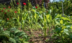 Bra: scaduto il termine per pagare il canone degli orti urbani