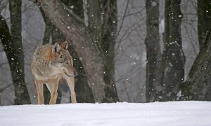Il Centro Uomini e Lupi di Entracque aperto ogni venerdì