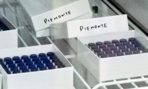 Vaccinazioni anti Covid, la Regione Piemonte ha presentato la sua tabella di marcia