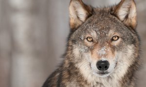 Coldiretti Piemonte, lupi: ''Servono urgenti e concrete azioni di contenimento''