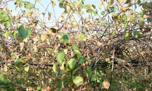 Moria del kiwi, il Piemonte protagonista nella ricerca per prevenire la malattia