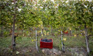 Dopo il progetto pilota albese, la vendemmia turistica arriva nei territori enologici italiani