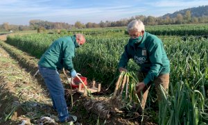 Coldiretti Piemonte, ''Agricoltura lavoro anti-covid con solo 0,3 % di contagi nelle campagne''