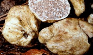 Coldiretti Piemonte, Brexit: ''Gli inglesi copiano il tartufo bianco in laboratorio''