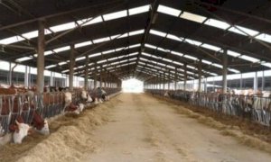 Inquinamento, Coldiretti Cuneo: ''Colpa di fabbriche e auto, basta fake news sulle stalle''