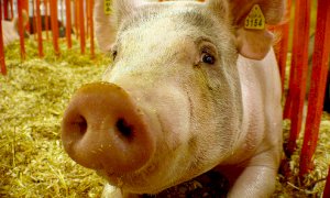 Coldiretti Piemonte: ''Sale del 10 percento il valore dei suini dopo l'entrata in vigore dell'etichettatura'' 