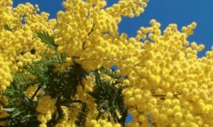 Federfiori e Confcommercio Cuneo contro l'abusivismo in vista della Festa della Donna