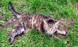 Orrore al canile di Fossano: la gatta abbandonata nel trasportino muore sbranata dai cani