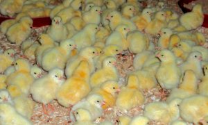 Confagricoltura Cuneo organizza un corso di formazione per addetti agli allevamenti avicoli 