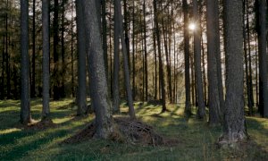 Dalla Regione tre milioni di euro a sostegno degli imprenditori forestali