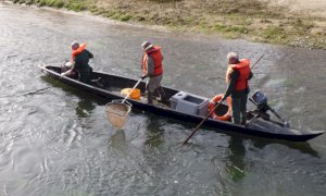 Il Parco del Monviso collabora al monitoraggio del temolo adriatico